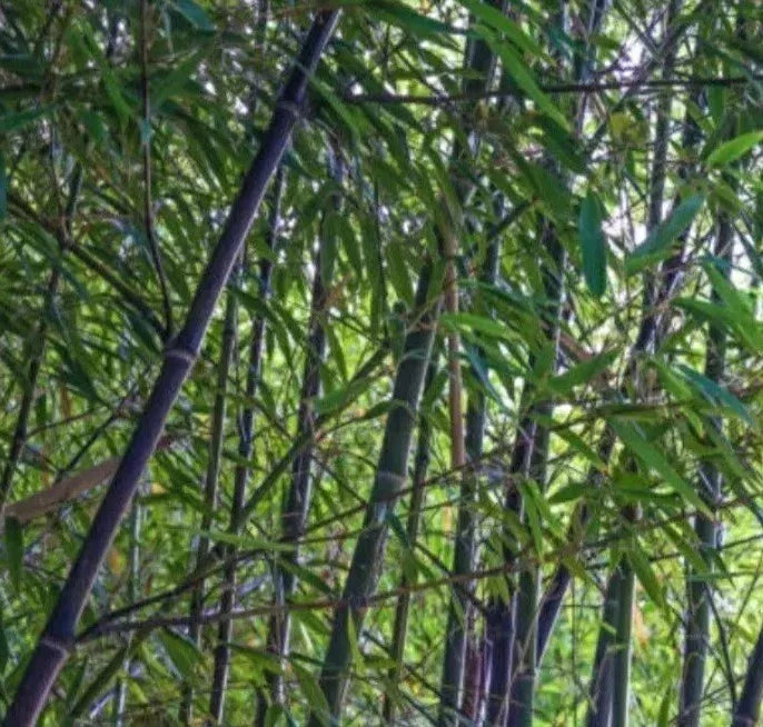 Black Bamboo Live Rhizome Starter Plant - Phyllostachys Nigra, Bare Root, Hardy Perennial, Ornamental Grass for Privacy and Landscaping