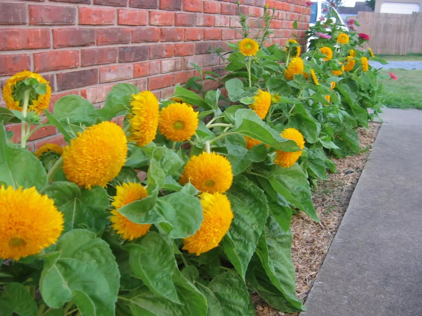 Teddy Bear Dwarf Sunflower Seeds 50 Pcs Non-GMO Heirloom Helianthus annuus for Containers & Gardens