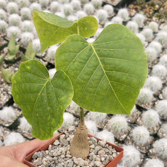 Live Shaving Brush Tree Cactus Plant - Pseudobombax ellipticum Succulent for Home Decor & Gardening