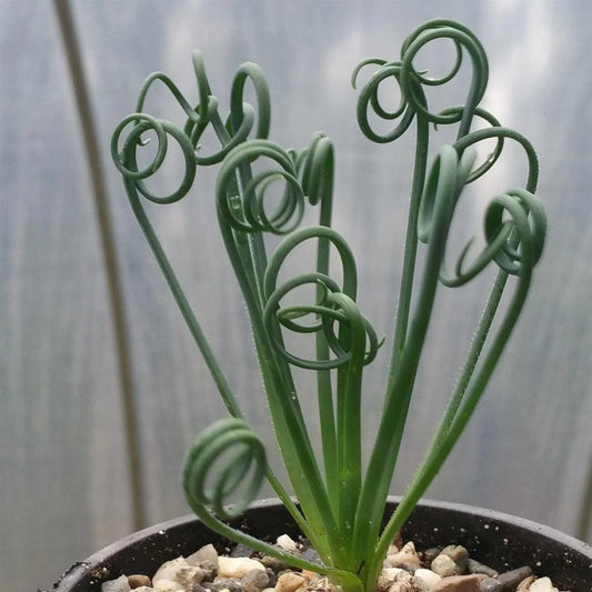 Live Succulent Plant - Albuca spiralis - Frizzle Sizzle with Unique Spiral Leaves - Indoor Garden Decor