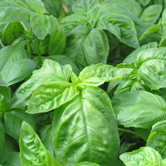 Heirloom Basil Seeds 500+ Non-GMO Italian Large Leaf Herb Ocimum basilicum for Culinary Gardens