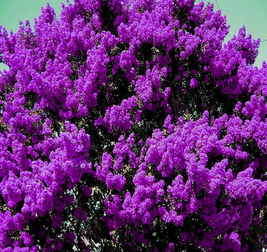 Live Plants Dark Purple Crepe Myrtle Bushes – Rooted Lagerstroemia indica, 2 Pack, Flowering Shrubs for Garden, Hedges, Borders