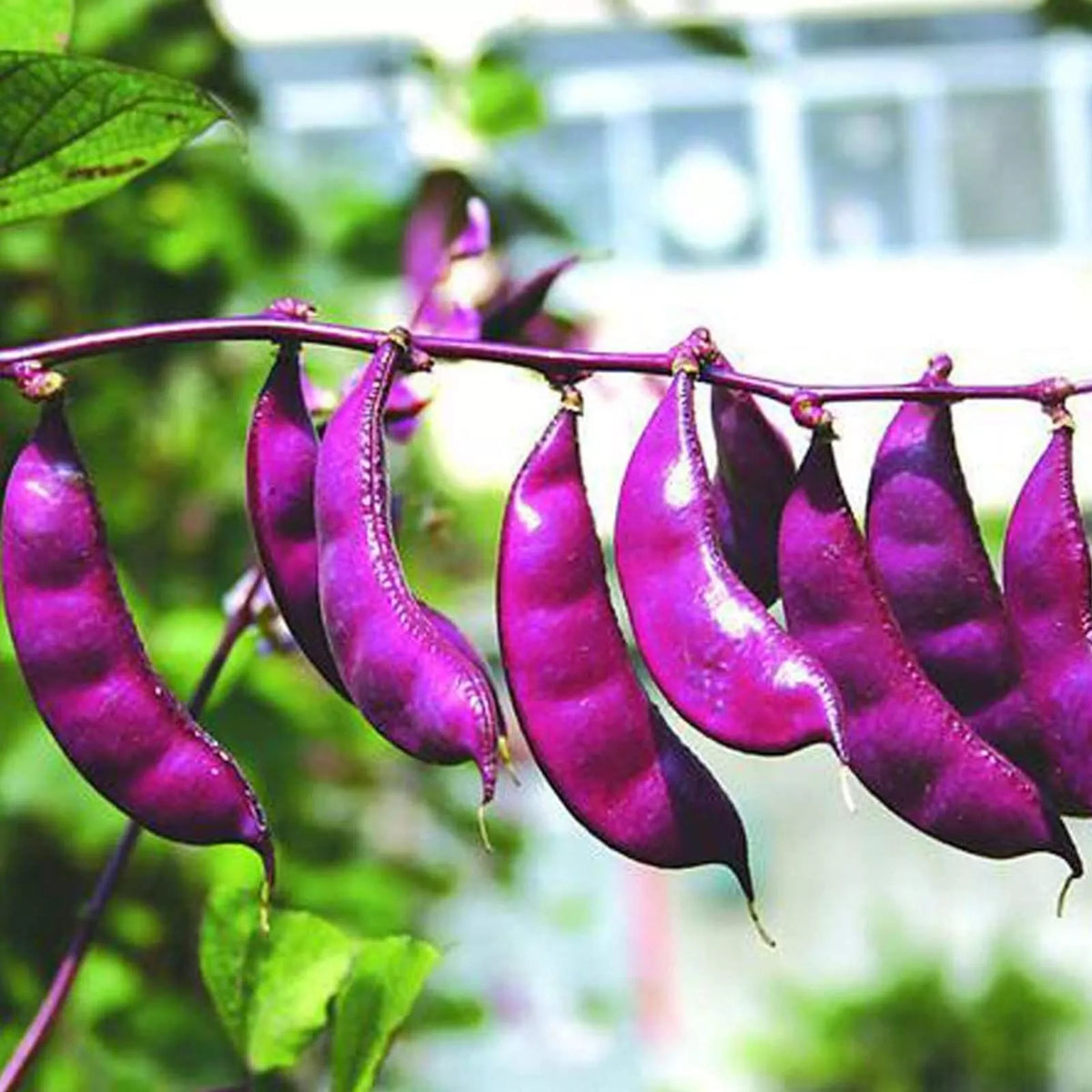 Non-GMO Purple Hyacinth Bean Seeds 30 Pcs - Red Leaved Climbing Vine, Dolichos lablab, Purple Flowering Variety