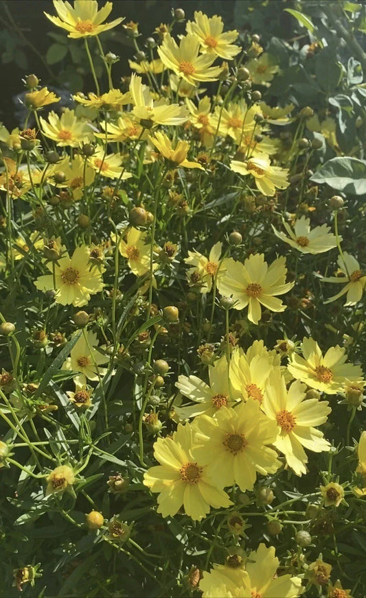 Live Big Bang™ Full Moon Yellow Blossom Plant, 3-Year-Old Hibiscus rosa-sinensis, Long Blooming Perennial for Gardens & Containers