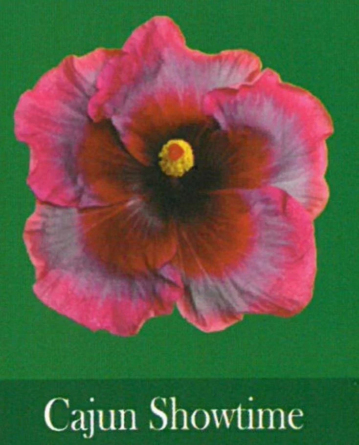 Rooted Tropical Hibiscus Starter Plant - Cajun Showtime - Hibiscus rosa-sinensis - Bare Root, Vibrant Flowers, Perennial