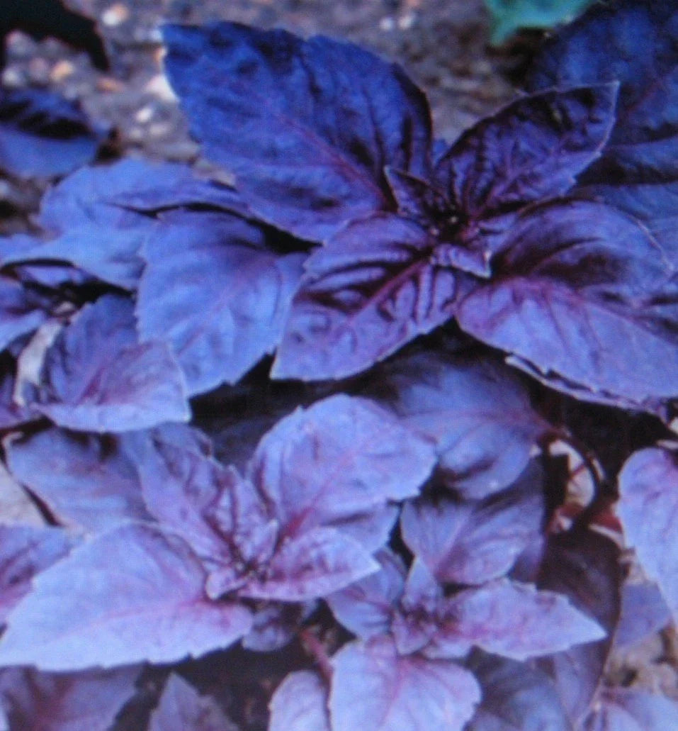 Dark Opal Basil Seeds - 100 Gourmet Culinary Seeds - Ocimum basilicum 'Dark Opal' - Purple Leaf, Aromatic, Non-GMO