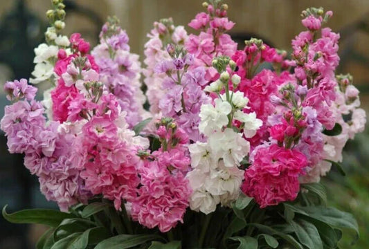 Katz Mix Stock Seeds - 25 Pack, Colorful Annual Flowers, Fragrant Matthiola incana for Borders, Containers & Cut Flowers