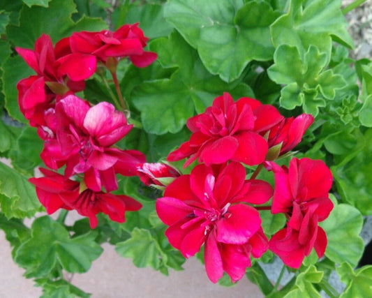 Live Plant Cuttings - 3 Pack 6" Rose Red Citronella Ivy Geranium Pelargonium peltatum - Vibrant, Fragrant, Trailing Foliage