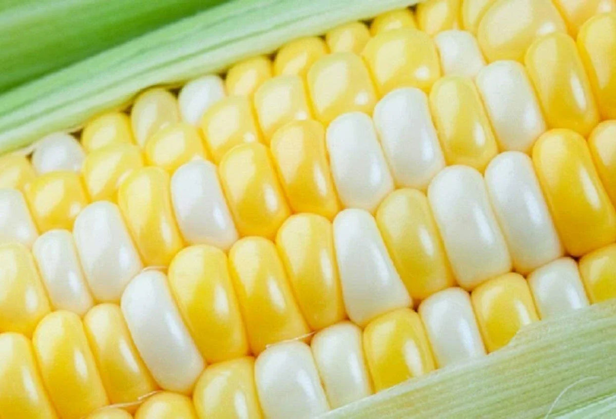 Ambrosia Sweet Corn Seeds - 250 Count - High Sugar Variety - Zea mays everta - Tender Kernels for Home Gardening