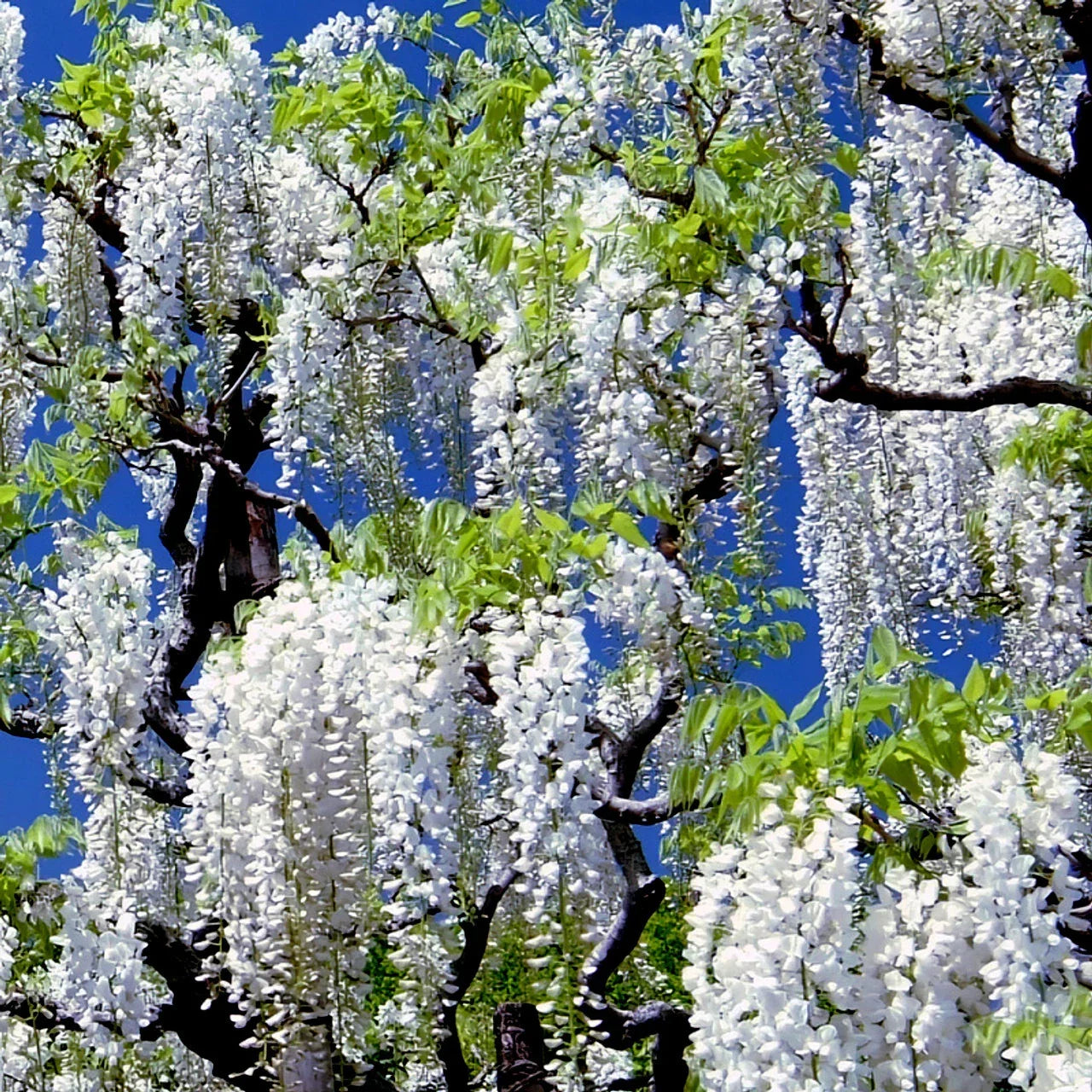 White Wisteria Seeds - Rare Climbing Flower Vine Wisteria floribunda 'Alba' for Garden, Trellises, Fences