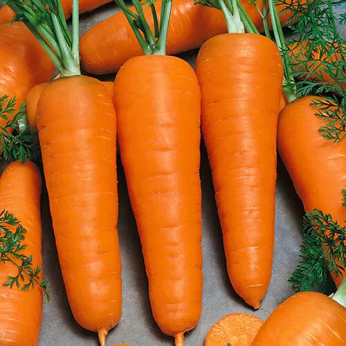 Red Cored Chantenay Carrot Seeds | Heirloom Non-GMO Organic Vegetable Seeds | Daucus carota