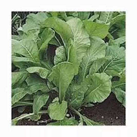 Mustard Greens Seeds Pack of 500 Florida Broadleaf Heirloom Non-GMO Brassica juncea for Home Gardening