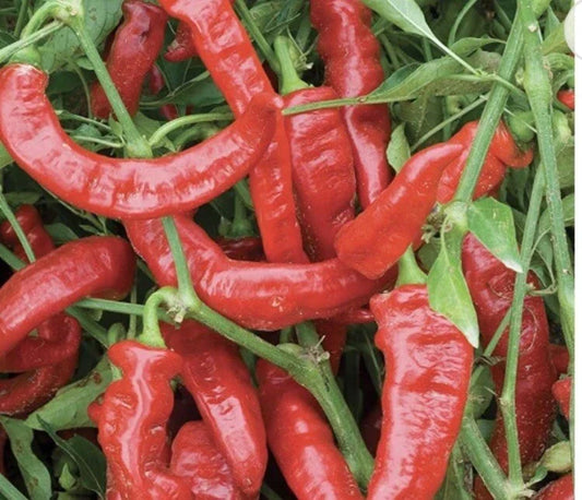 Lot of 3 Live Jimmy Nardello Sweet Pepper Plants – Capsicum annuum, 75 Days Old, Edible Red Peppers, Garden or Container Growing