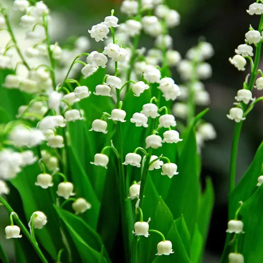 Lily of the Valley Roots - 5 Pack, Fragrant White Bell-Shaped Flowers, Convallaria majalis, Perennial Ground Cover for Shade Gardens