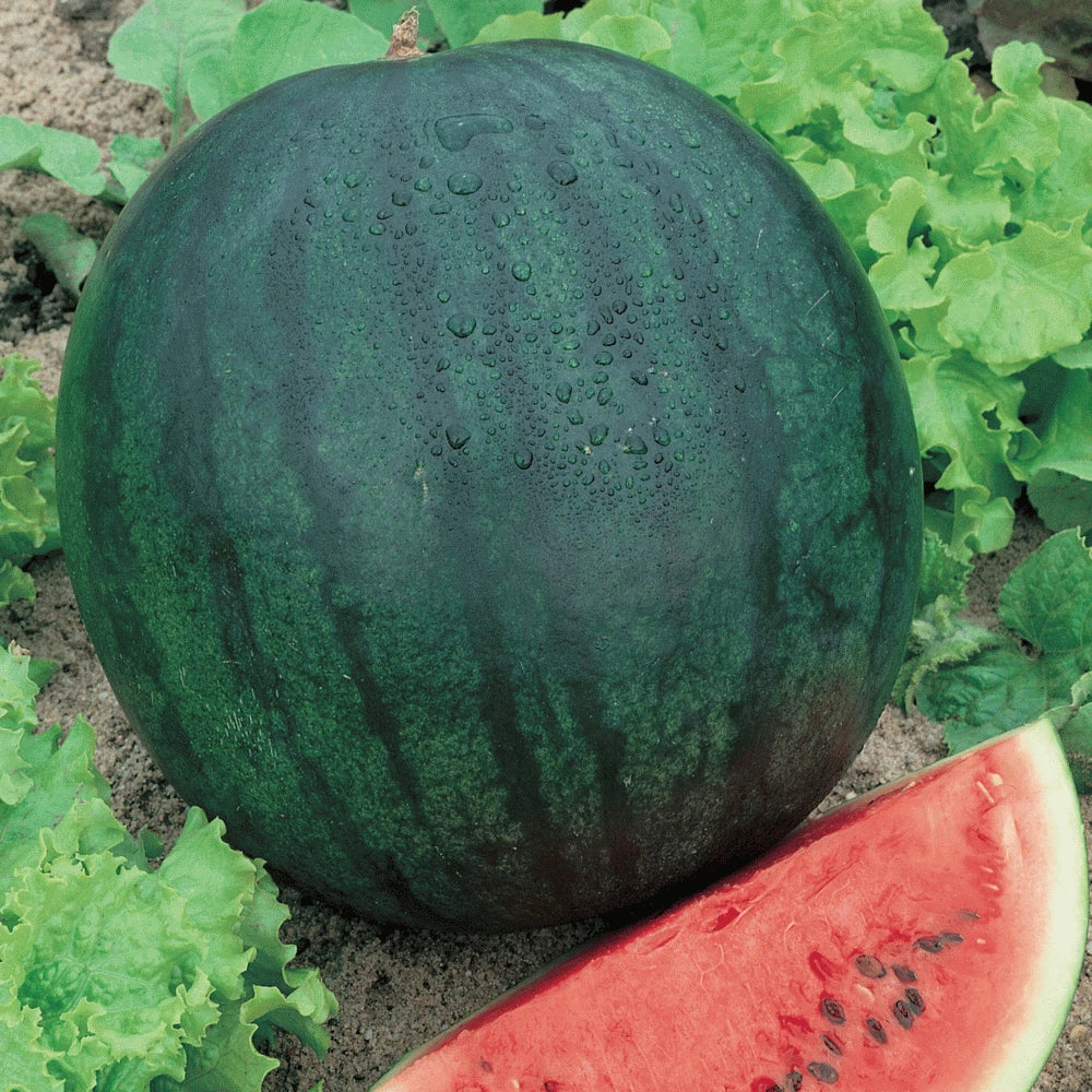Sugar Baby Watermelon Seeds – 5 Pack Citrullus lanatus for Small Gardens & Containers, Sweet & Juicy Fruit, Free USA Shipping