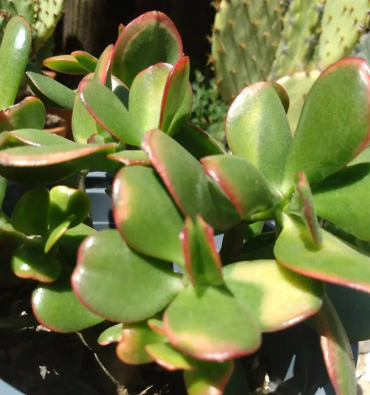Jade Plant Cuttings - 4 Fresh Succulent Crassula Ovata Garden Decor - Easy to Root Indoor Plant