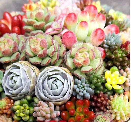 Mixed Succulent Plant Seeds 100pcs Lithops spp. for Indoor & Outdoor Gardening, Drought-Tolerant, Easy Care, Living Stones Seeds