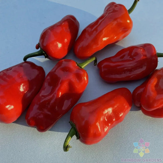 Hinkelhatz Hot Pepper Seeds - Pack of 25+ Capsicum annuum, Spicy, Fruity Flavor, Garden or Container Planting, Non-GMO, USA Grown