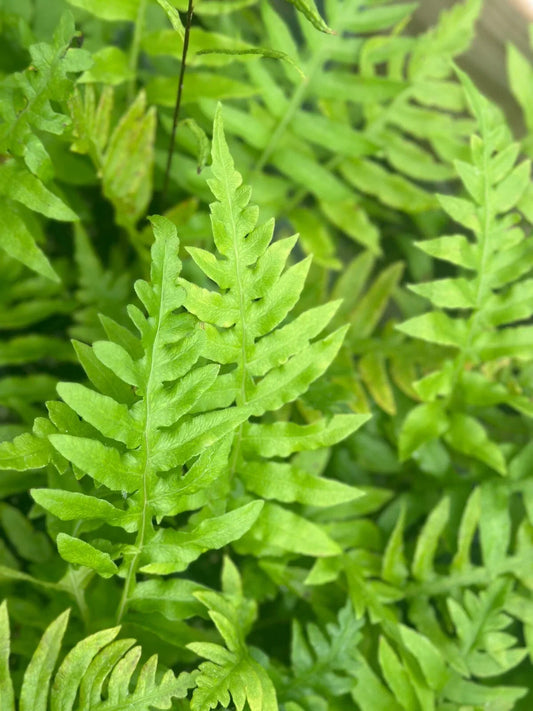 Leatherwood Fern Bare-root Plant | Hardy Fern, Gleichenia dicarpa, Indoor & Outdoor Shaded Areas