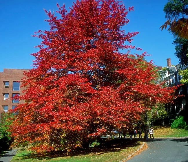 Blackgum Tree Live Plant 12-24 Inches Bare Root Nyssa sylvatica - Deciduous Tree with Vibrant Fall Foliage