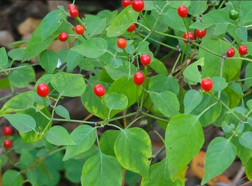 Tepin Pepper Seeds – Capsicum annuum var. glabriusculum – Pequin, Birds Eye Hot Chili Seeds – 30+ Packets for Spicy Culinary & Garden