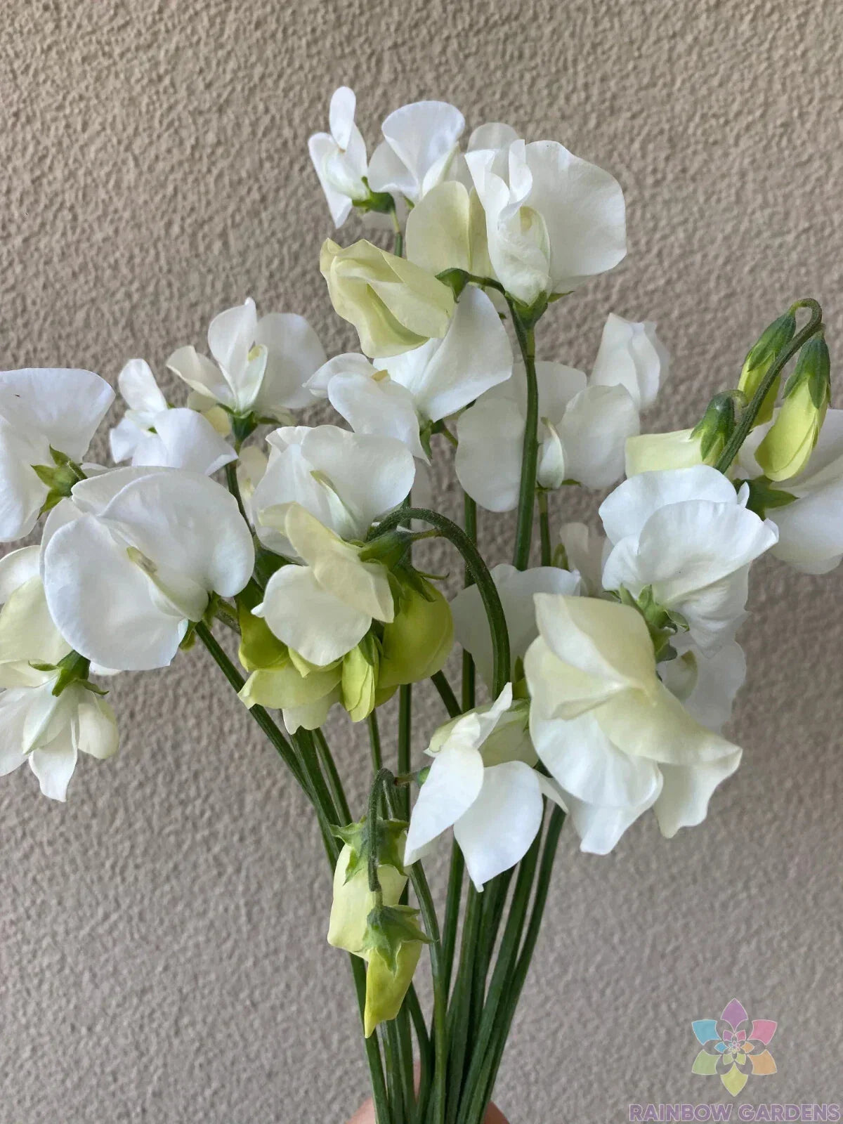 Spencer Ice Cream Sweet Pea Seeds - 50+ Pack, Fragrant Pastel Flowers, Climbing Vine, Lathyrus odoratus, Garden Planting, USA Grown