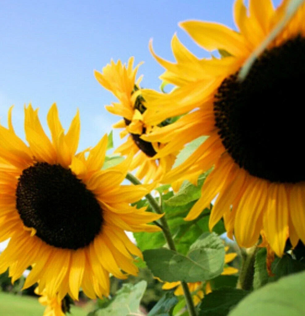 Sunflower Seeds Pack of 50 | Huge Black Oil Mammoth Variety | Helianthus annuus | Tall Sunflowers Up to 12 Feet