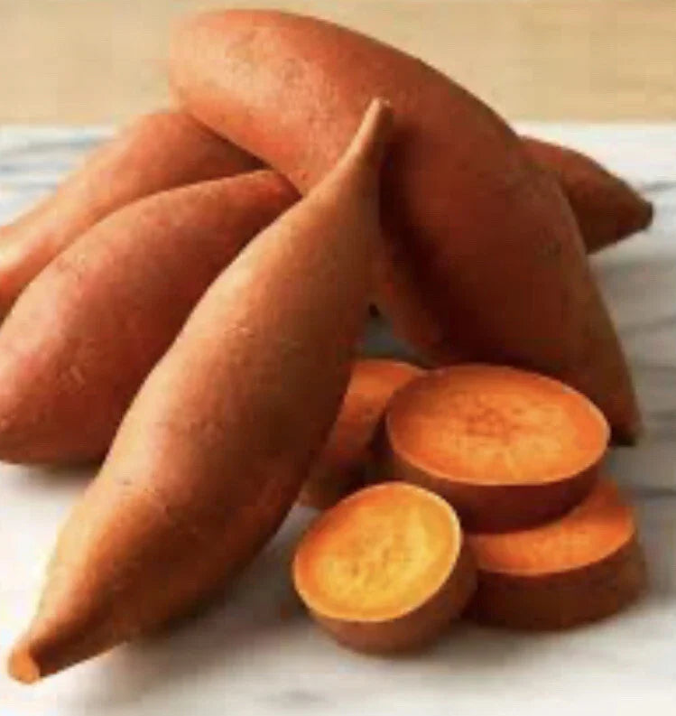 Beauregard Sweet Potato Slips – 10 Organic Cuttings – Ipomoea batatas – Home Garden, Organic Cultivation, Sweet Flavor