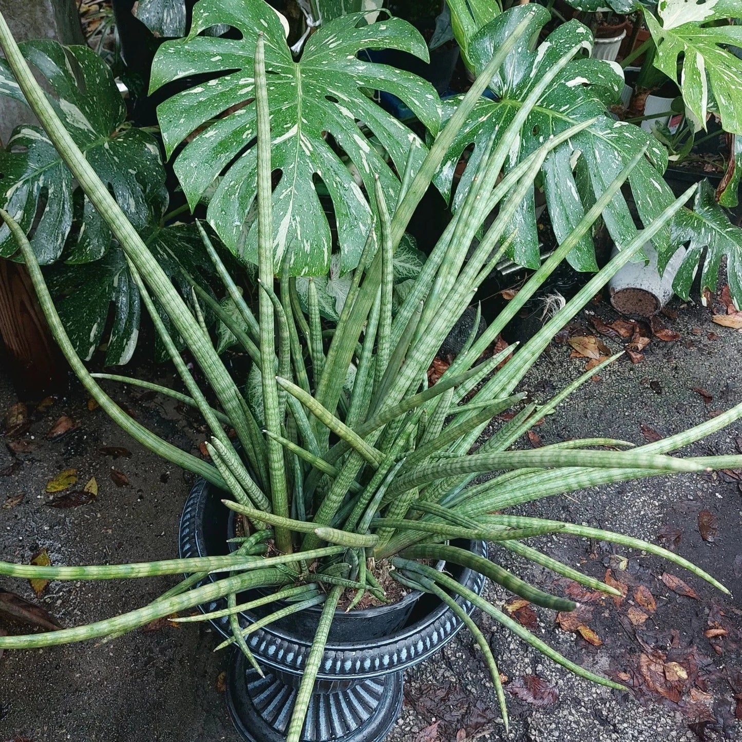 Snake Plant Cylindrica - Rooted Live Plant in 6-Inch Pot - Sansevieria cylindrica - African Spear Indoor Houseplant