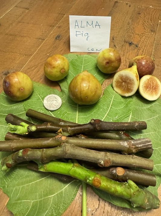 Live Alma Fig Cuttings – 3 Fresh Ficus carica Planting Propagules for Gardening and Fruiting
