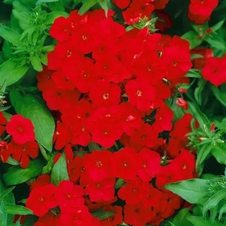 Red Drummond Phlox Seeds – Organic, Non-GMO, Vibrant Red Blooms, 200 Seeds, Phlox drummondii, Easy to Grow for Gardens & Pollinators