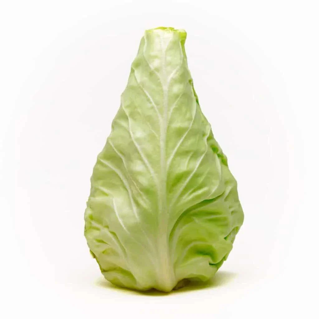 Conehead Cabbage Seeds - 500+ Pack, Brassica oleracea, Vegetable Seeds for Home Garden, High Germination, Non-GMO, USA Grown