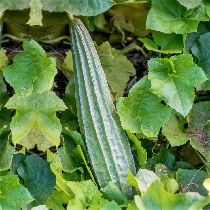 Buab Laem Angled Luffa Gourd Seeds - Ridged Gourd, Luffa acutangula, Non-GMO, for 2025 Planting, Climbing Vine Seed Packet