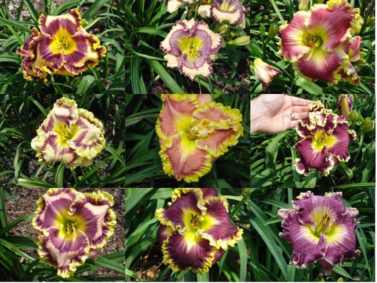 Mixed Daylilies Bare Root Plants - Hemerocallis, Colorful Perennials for Gardens, Borders & Containers