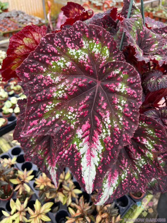 Harmony's Comet Begonia Seeds - 25+ Pack, Begonia x tuberhybrida, Vibrant Blooms, Garden, Container, Hanging Basket, Perennial, USA