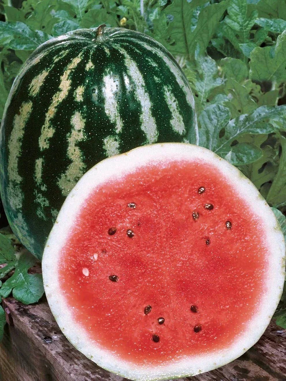 Crimson Sweet Watermelon Seeds - 25 Non-GMO Citrullus lanatus for Home Garden, Juicy, Sweet, Disease-Resistant, Easy to Grow