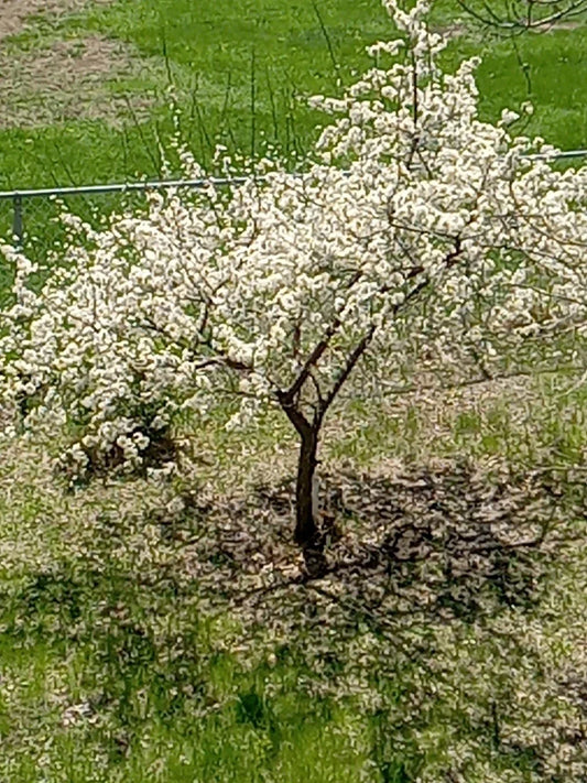 Live Small Plum Tree - Dwarf Prunus domestica for USDA Zones 2-9 - Compact Fruit Tree for Small Gardens & Containers