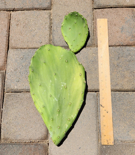 Opuntia Gomei Old Mexico Prickly Pear Cactus Pad Cutting Edible Plant for Gardening and Planting