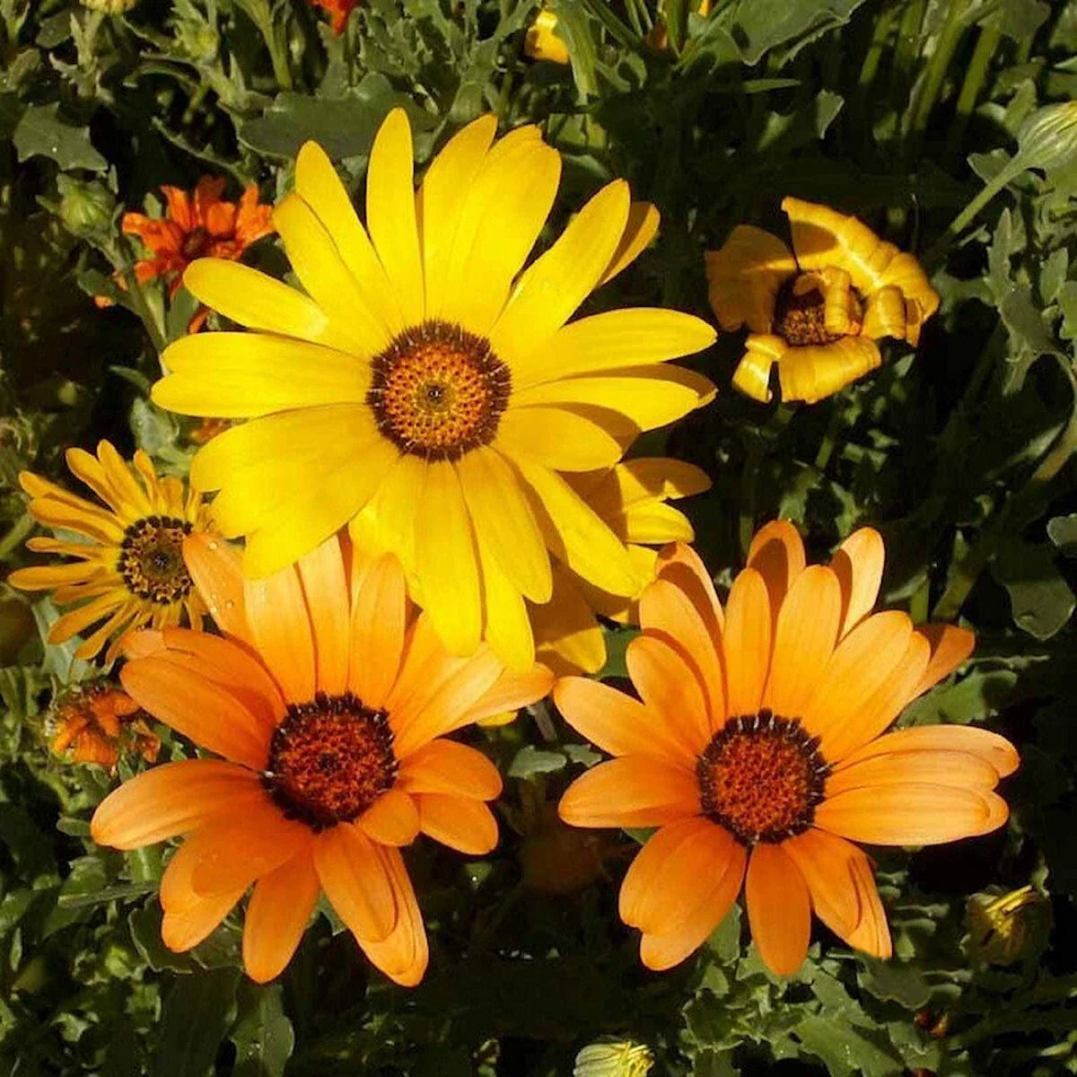 African Daisy Wildflower Seeds 1/4 Lb - Dimorphotheca Sinuata - Mylar Seed Packet for Garden, Pollinator Attracting, Bright Color