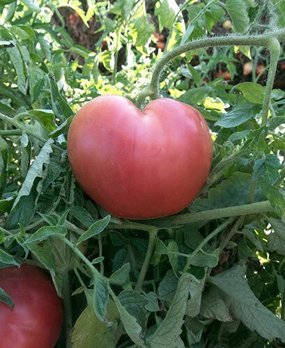 Pink Oxheart Tomato Seeds 50 Ct - Heirloom Non-GMO Vegetable Seeds for Home Garden - Solanum lycopersicum