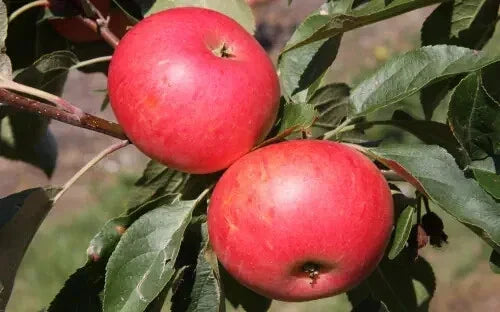 Discovery Apple Seeds - 25+ Pack for Gardening, Malus domestica, Non-GMO, USA Grown, Easy to Grow, Fruit Tree Seeds