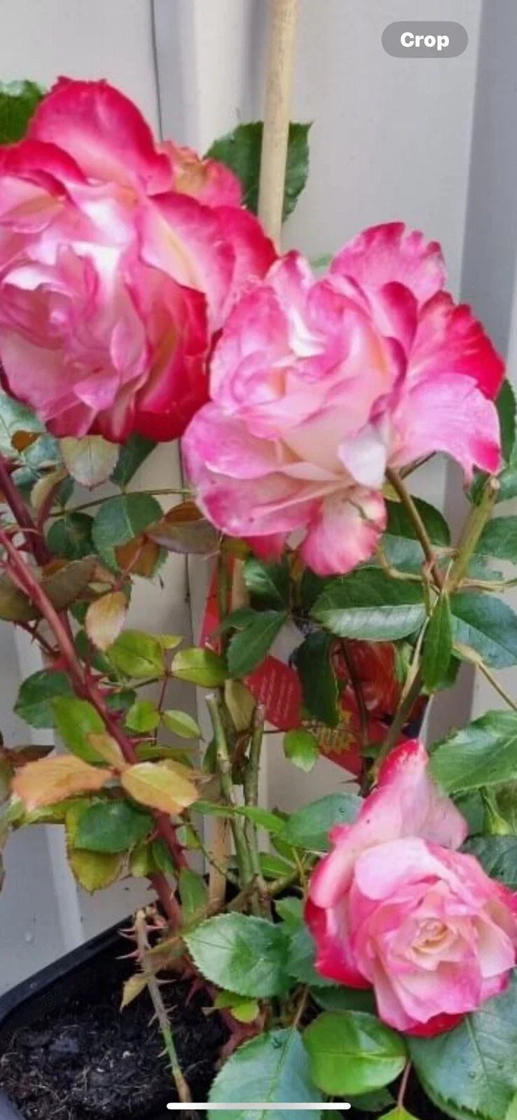 Fire and Ice Rose Cuttings 3 Pack – Rosa 'Fire and Ice' Hardy Perennial for Gardens and Landscape