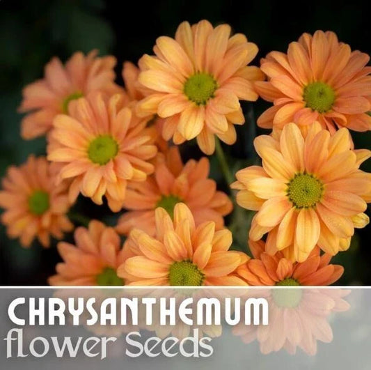 Guava Frost Mum Seeds - 200+ Chrysanthemum morifolium Annual Flower Seeds for Colorful Garden Blooms
