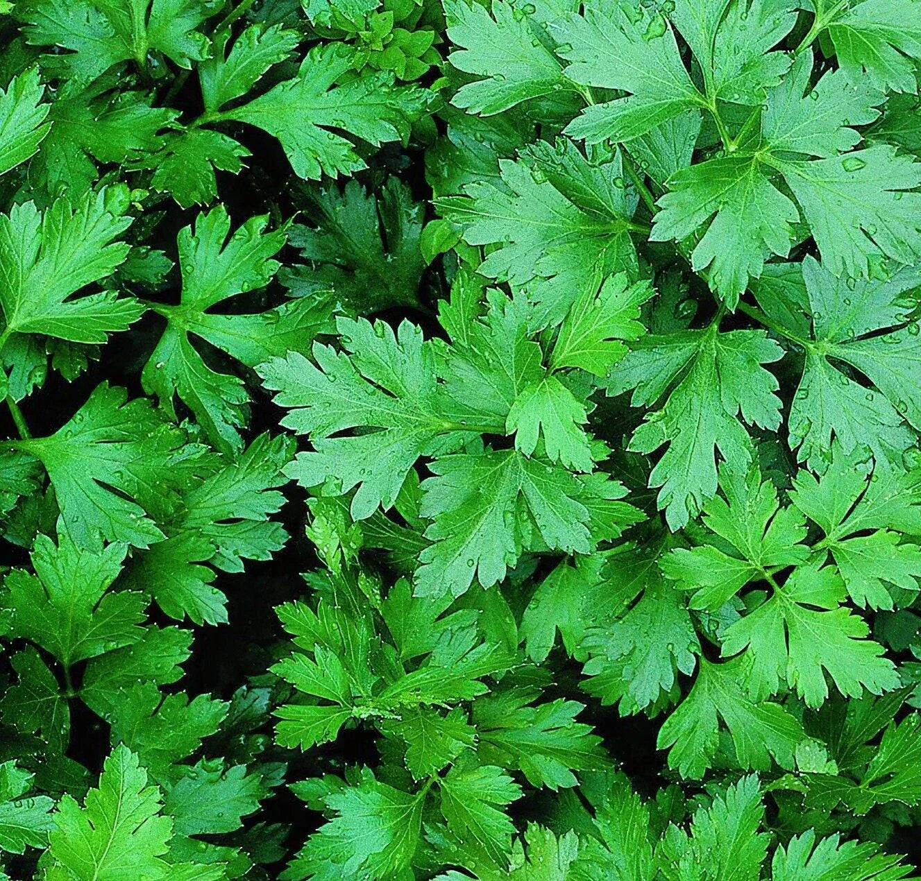 Parsley Seeds 1000+ Flat Leaf Italian Herb Petroselinum crispum for Garden, Culinary, and Herb Gardens