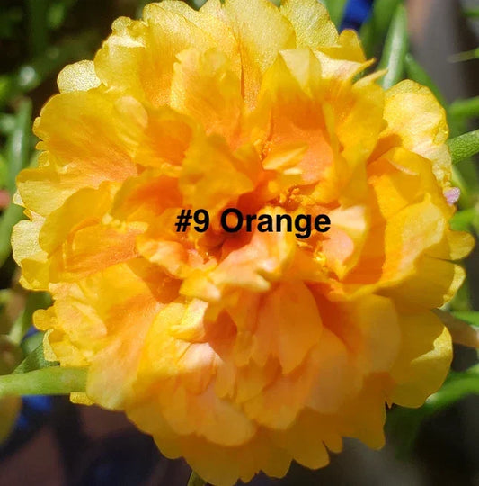 Moss Rose Cuttings - 10 Unrooted Orange Portulaca Grandiflora Garden or Container Plant Cuttings
