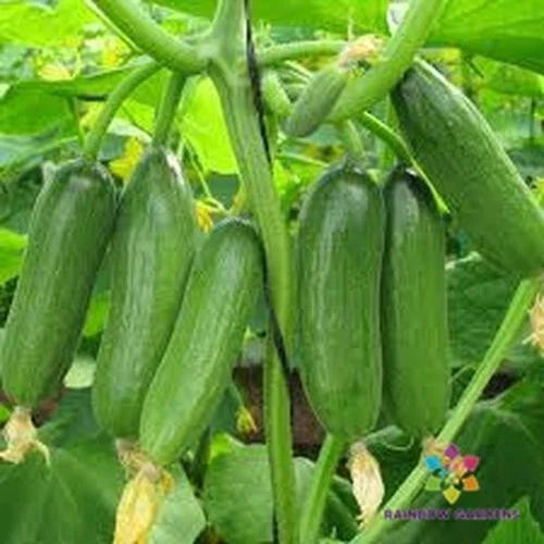 Baby Rocky Cucumber Seeds | Heirloom Cucumis sativus for Home Garden, Vining, High Yield, Crunchy Small Cucumbers, USA Grown