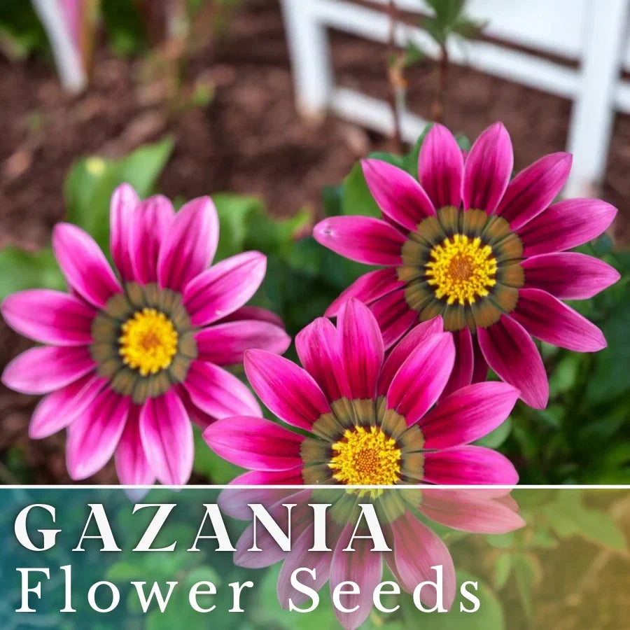 Gazania Seeds - 75+ Mystic Flame Variety, Fragrant, Non-GMO, Bright Bi-Color Blooms, Attracts Pollinators, Garden, Container, Bed