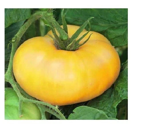 Brandywine Yellow Tomato Seeds Bulk Pack | Heirloom Solanum lycopersicum | Juicy Large Beefsteak Fruits