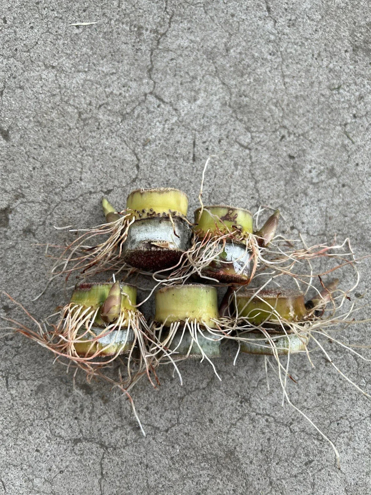 Rooted Sugarcane Cuttings 5pcs | Saccharum officinarum | Tropical Plant for Garden & Agriculture