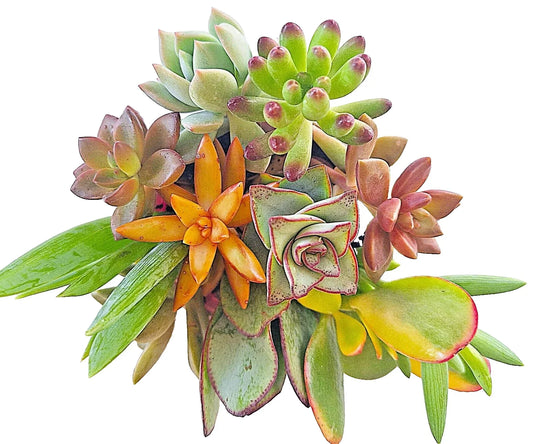 Large Succulent Cuttings 4-6" Mixed Varieties, 10 Easy-to-Root Succulents for DIY Planting, Garden, Indoor, Cactus, Aloe, Echeveria